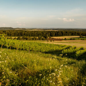 Scheuelberghof Maulbronn Ausblick Weinberg